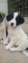 LINDA, Hund, Mischlingshund in Griechenland - Bild 6