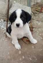 LINDA, Hund, Mischlingshund in Griechenland - Bild 7