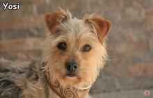 YOSI, Hund, Yorkshire Terrier-Mix in Donzdorf - Bild 1