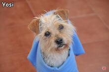 YOSI, Hund, Yorkshire Terrier-Mix in Donzdorf - Bild 2
