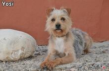 YOSI, Hund, Yorkshire Terrier-Mix in Donzdorf - Bild 3