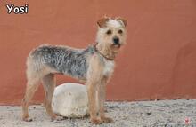 YOSI, Hund, Yorkshire Terrier-Mix in Donzdorf - Bild 4