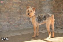YOSI, Hund, Yorkshire Terrier-Mix in Donzdorf - Bild 5