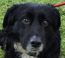 GREGOR, Hund, Mischlingshund in Ungarn - Bild 1