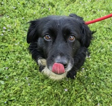 GREGOR, Hund, Mischlingshund in Ungarn - Bild 2