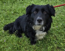 GREGOR, Hund, Mischlingshund in Ungarn - Bild 3