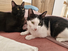 FIGO, Katze, Europäisch Kurzhaar in Bulgarien - Bild 1
