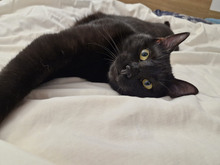 FIGO, Katze, Europäisch Kurzhaar in Bulgarien - Bild 10