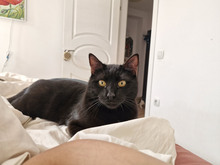 FIGO, Katze, Europäisch Kurzhaar in Bulgarien - Bild 11