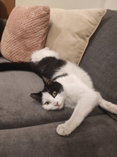 FIGO, Katze, Europäisch Kurzhaar in Bulgarien - Bild 14