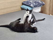 FIGO, Katze, Europäisch Kurzhaar in Bulgarien - Bild 15