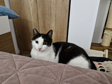 FIGO, Katze, Europäisch Kurzhaar in Bulgarien - Bild 16