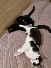FIGO, Katze, Europäisch Kurzhaar in Bulgarien - Bild 17
