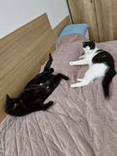 FIGO, Katze, Europäisch Kurzhaar in Bulgarien - Bild 18