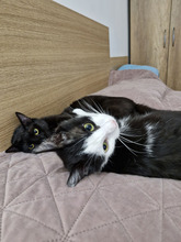 FIGO, Katze, Europäisch Kurzhaar in Bulgarien - Bild 19