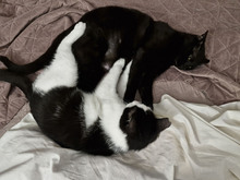 FIGO, Katze, Europäisch Kurzhaar in Bulgarien - Bild 3