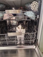 FIGO, Katze, Europäisch Kurzhaar in Bulgarien - Bild 5