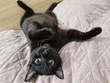FIGO, Katze, Europäisch Kurzhaar in Bulgarien - Bild 7