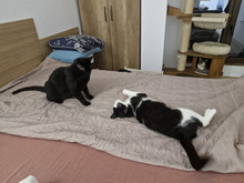 FIGO, Katze, Europäisch Kurzhaar in Bulgarien - Bild 8