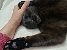 FIGO, Katze, Europäisch Kurzhaar in Bulgarien - Bild 9