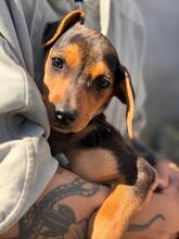 JOE, Hund, Pinscher-Mix in Spanien - Bild 1