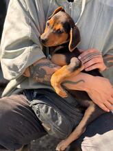 JOE, Hund, Pinscher-Mix in Spanien - Bild 2
