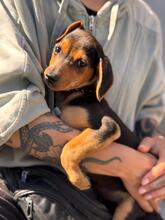 JOE, Hund, Pinscher-Mix in Spanien - Bild 3