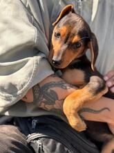 JOE, Hund, Pinscher-Mix in Spanien - Bild 4