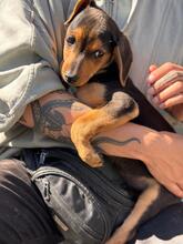 JOE, Hund, Pinscher-Mix in Spanien - Bild 5
