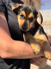 BILLY, Hund, Pinscher-Mix in Spanien - Bild 1