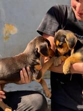 BILLY, Hund, Pinscher-Mix in Spanien - Bild 2