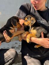 BILLY, Hund, Pinscher-Mix in Spanien - Bild 3