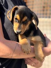BILLY, Hund, Pinscher-Mix in Spanien - Bild 4