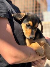 BILLY, Hund, Pinscher-Mix in Spanien - Bild 5