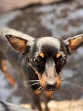 LEXI, Hund, Pinscher in Spanien - Bild 1