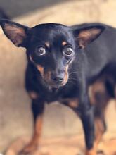 LEXI, Hund, Pinscher in Spanien - Bild 2