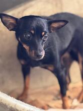 LEXI, Hund, Pinscher in Spanien - Bild 3