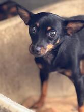 LEXI, Hund, Pinscher in Spanien - Bild 4