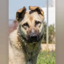 MONIKA, Hund, Mischlingshund in Spanien - Bild 1
