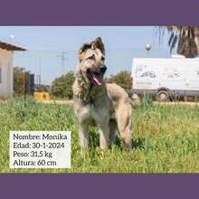 MONIKA, Hund, Mischlingshund in Spanien - Bild 2