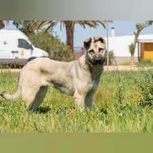MONIKA, Hund, Mischlingshund in Spanien - Bild 4