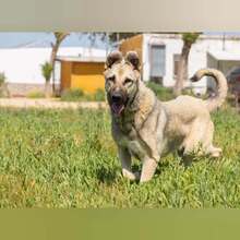 MONIKA, Hund, Mischlingshund in Spanien - Bild 5