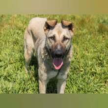 MONIKA, Hund, Mischlingshund in Spanien - Bild 6