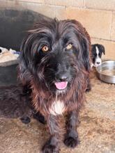 URSULA, Hund, Wasserhund-Mix in Spanien - Bild 1