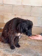 URSULA, Hund, Wasserhund-Mix in Spanien - Bild 2