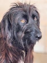URSULA, Hund, Wasserhund-Mix in Spanien - Bild 3