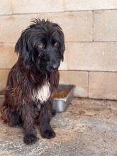 URSULA, Hund, Wasserhund-Mix in Spanien - Bild 4