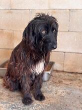URSULA, Hund, Wasserhund-Mix in Spanien - Bild 5