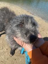 KUDATEK, Hund, Mischlingshund in Polen - Bild 1