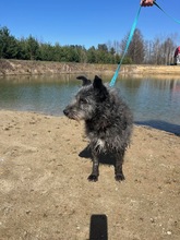 KUDATEK, Hund, Mischlingshund in Polen - Bild 3